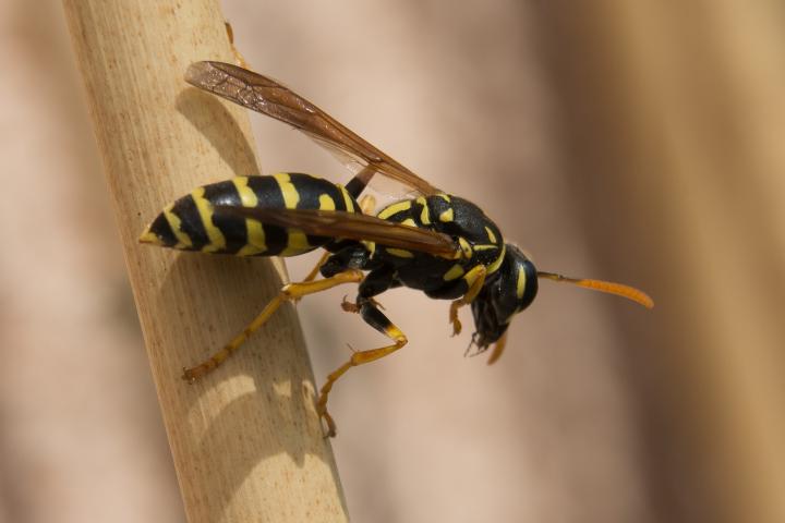 What is the treatment for a hornet bite?